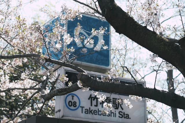 Sakura